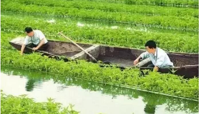 水上可种菜养稻栽花,水下养鱼养虾,水面立体化种植收益翻番!